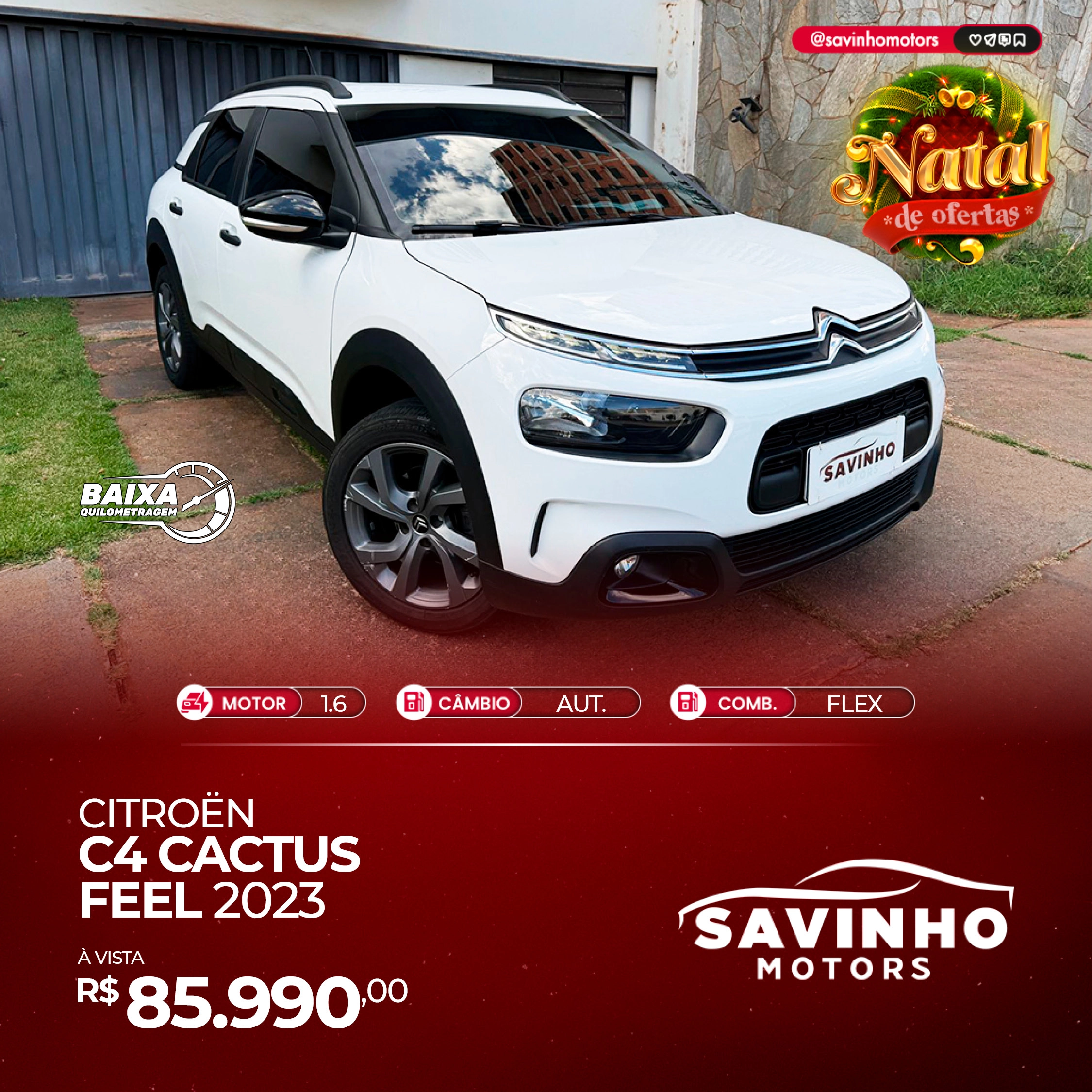 Cactus Branco 2023 - RVU-1H54